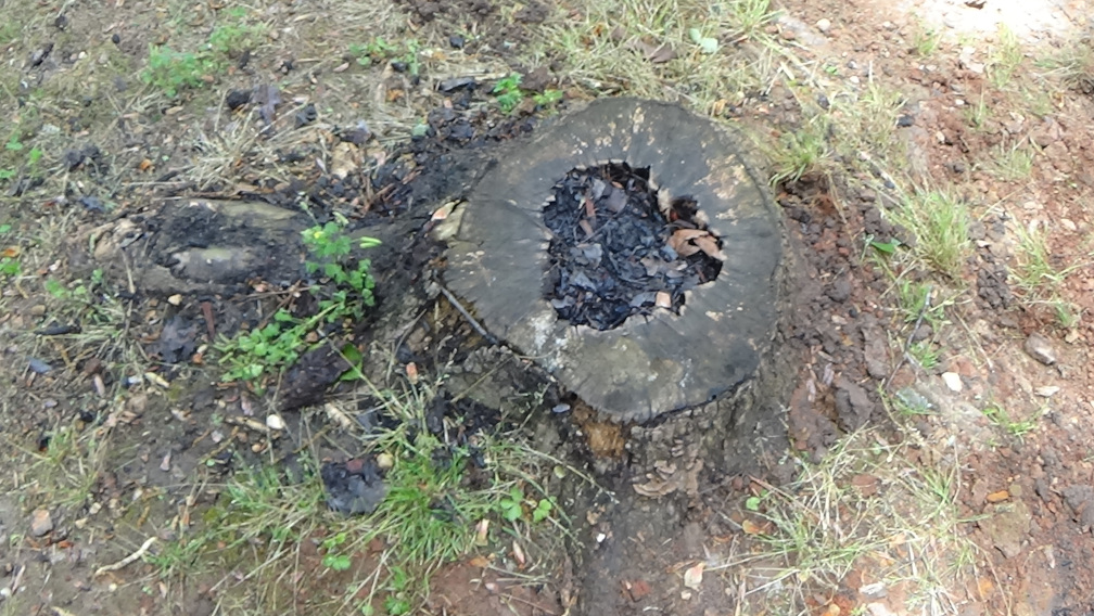 Tree pot.